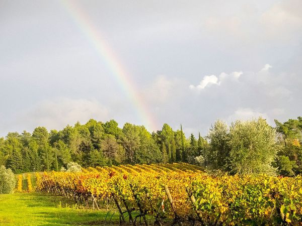 Eggers, Julie 아티스트의 Italy-Tuscany Colorful vineyard and rainbow in autumn작품입니다.
